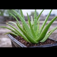 Aloe Vera