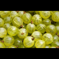 Amla